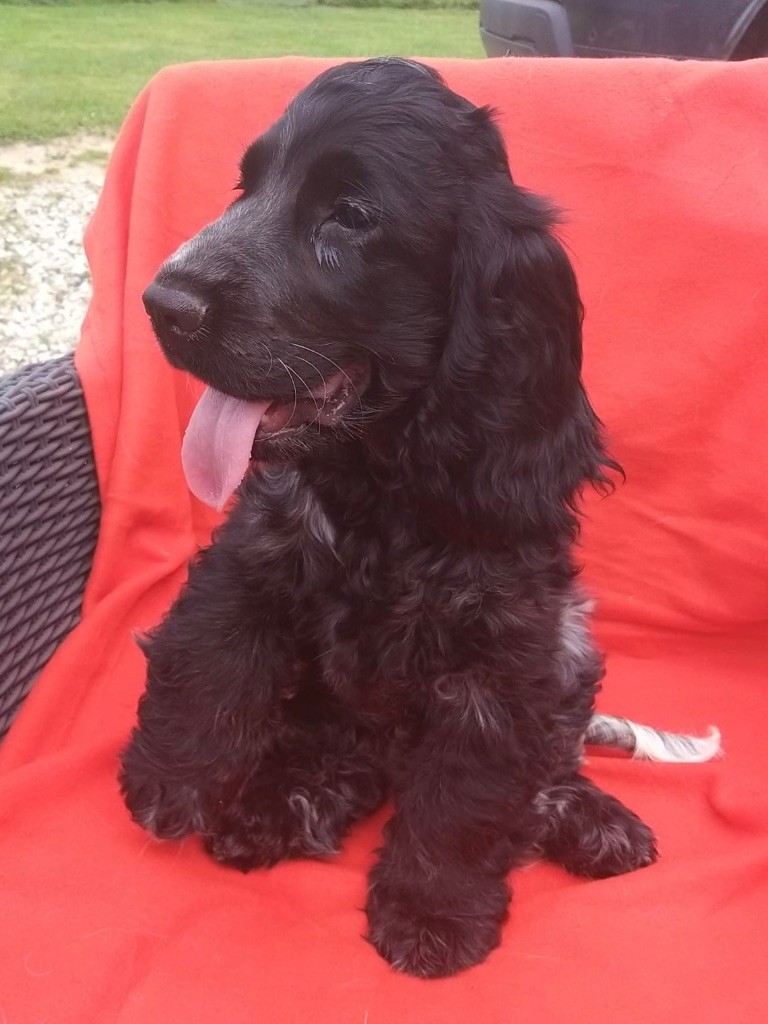 Du Souvenir De Romy - Chiot disponible  - Cocker Spaniel Anglais