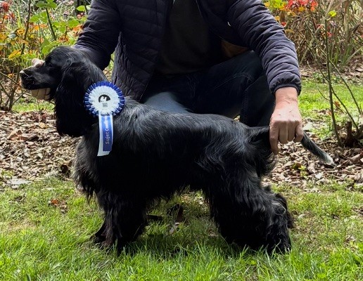 Vador Du Souvenir De Romy