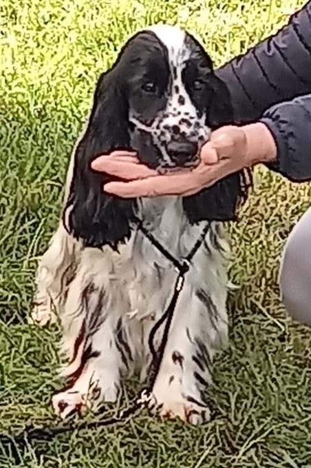 T charly Du Souvenir De Romy